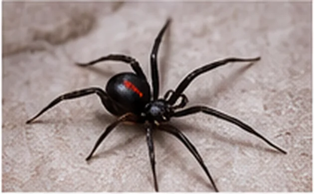 Spider pest control Sydney